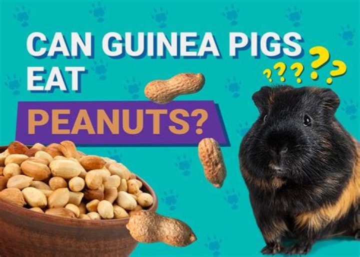 Can Guinea Pigs Eat Peanuts? Vet-Approved Info