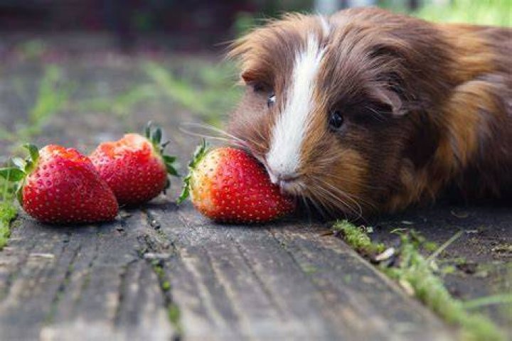 Can Guinea Pigs Eat_peanuts