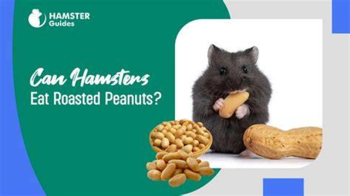 Can Hamsters Eat Peanuts