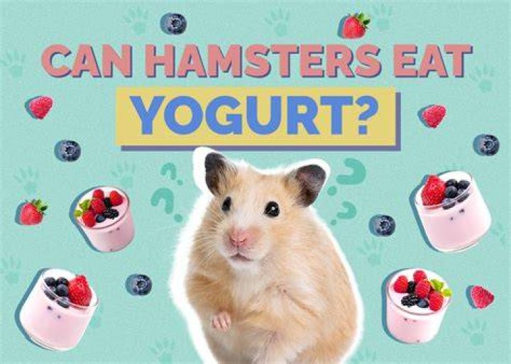 Can Hamsters Eat Yogurt? Potential Health Benefits