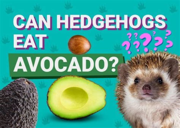 Can Hedgehogs Eat Avocado? Health & Nutrition Facts