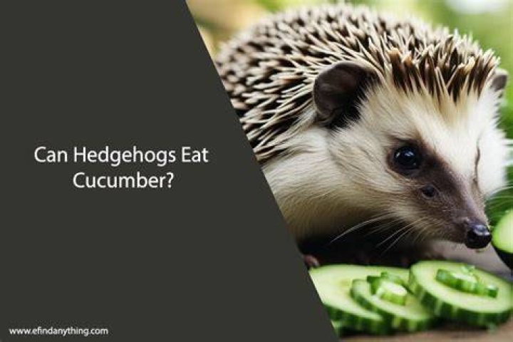 Can Hedgehogs Eat_avocado