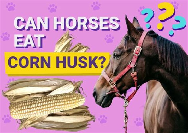 Can Horses Eat Corn Husks? Health & Nutrition Guidelines
