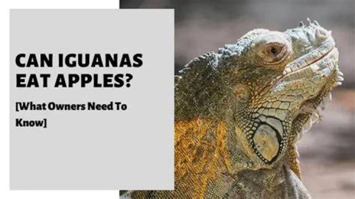 Can Iguanas Eat Apples? What You Need to Know