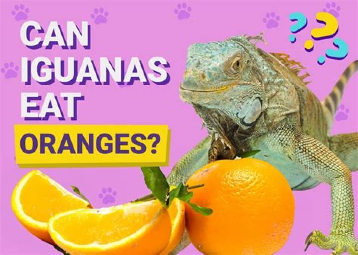 Can Iguanas Eat Oranges? What You Need to Know