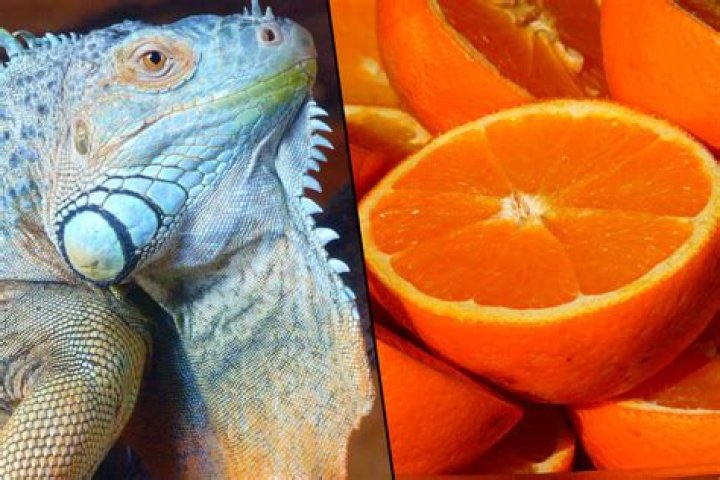 Can Iguanas Eat Oranges
