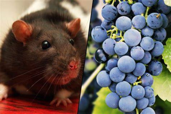Can Mice Eat Grapes & Raisins