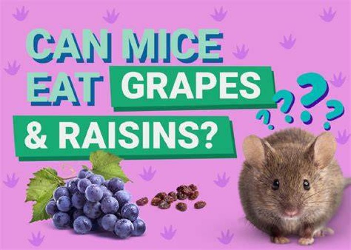 Can Mice Eat Grapes & Raisins? What You Need to Know