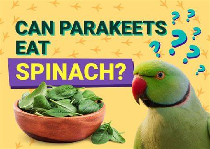 Can Parakeets Eat Spinach? Vet Reviewed Facts & Info You Need To Know