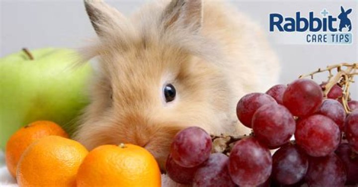 Can Rabbits Eat Grapes? Vet-Approved Benefits, Risks & FAQ