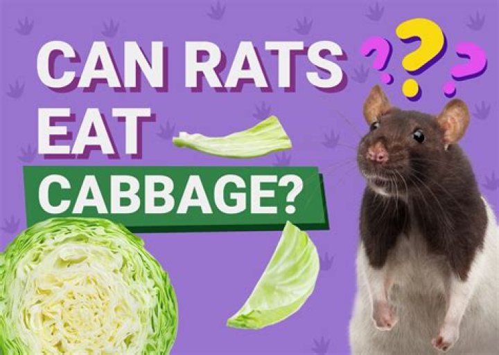 Can Rats Eat Cabbage? What You Need to Know