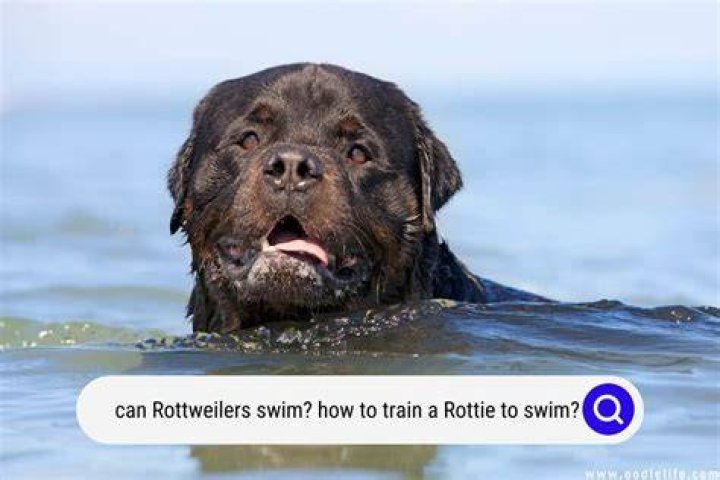 Can Rottweilers Swim & How to Train Them