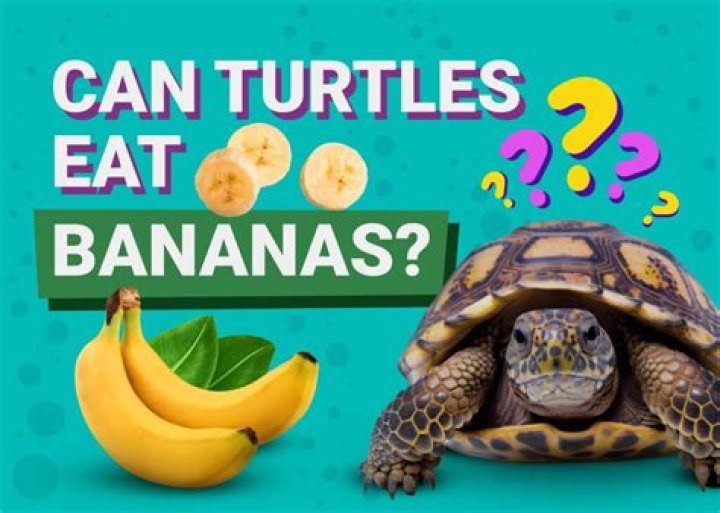 Can Turtles Eat Bananas? What You Need To Know