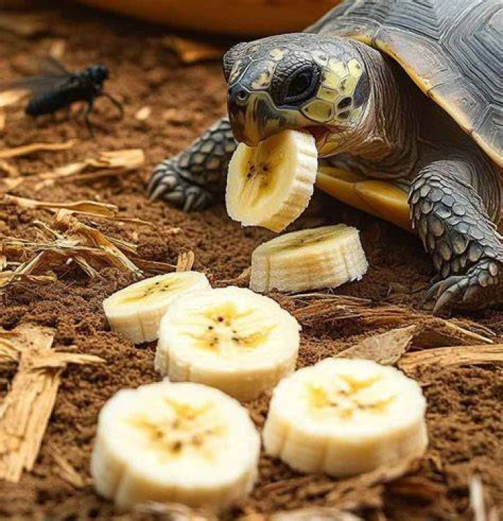 Can Turtles Eat Bananas