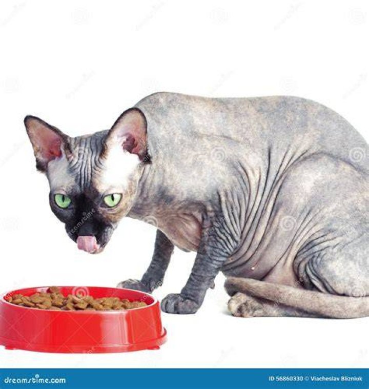 Canadian Sphynx eating