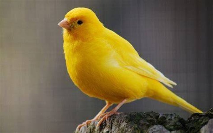 Canary Bird: Facts, Diet & Care (With Pictures)