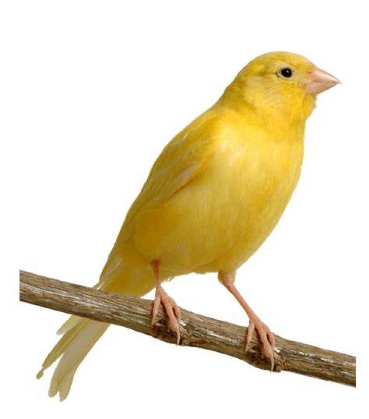 canary bird on branch with flowers