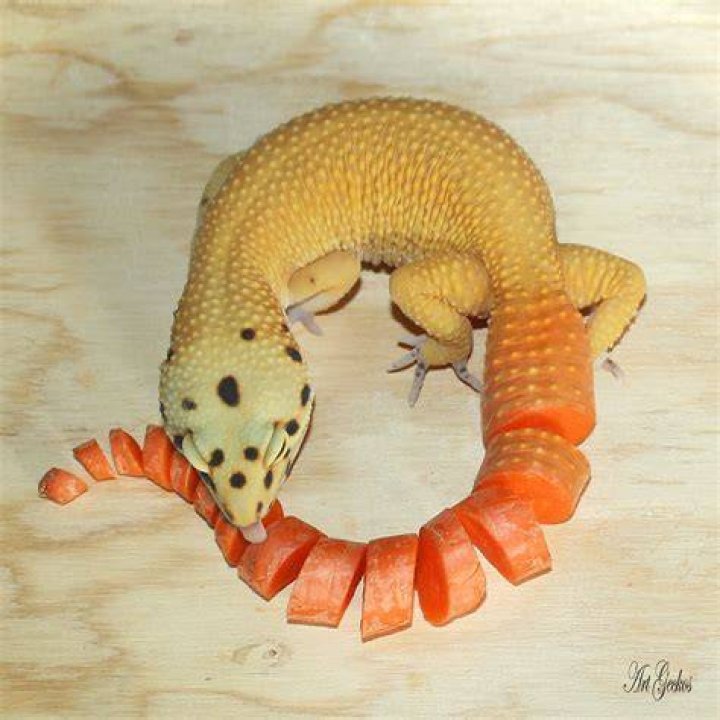 Carrot Tailed leopard gecko_Shutterstock_Alejandro MR