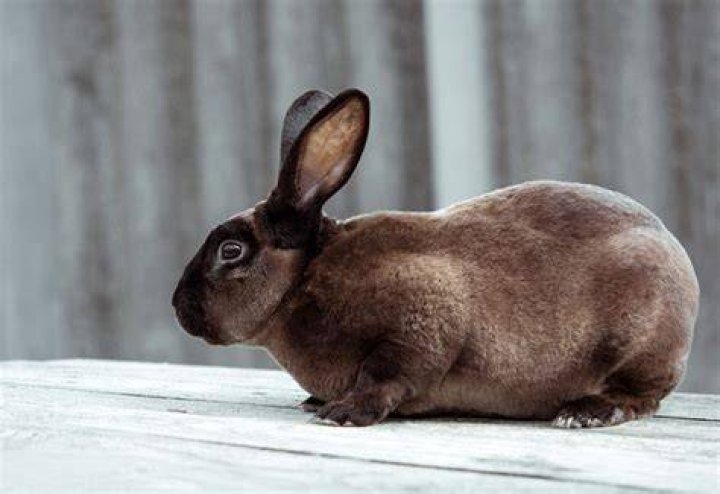 Castor rex rabbit