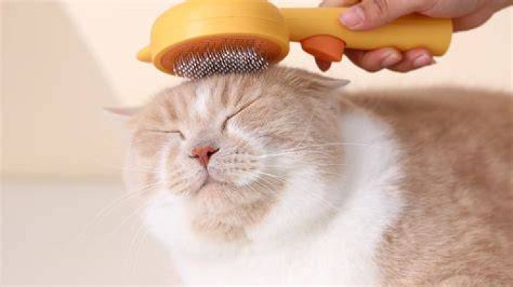Cat and Dog_Chendongshan_Shutterstock