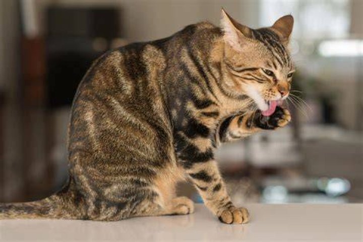 cat licking paw