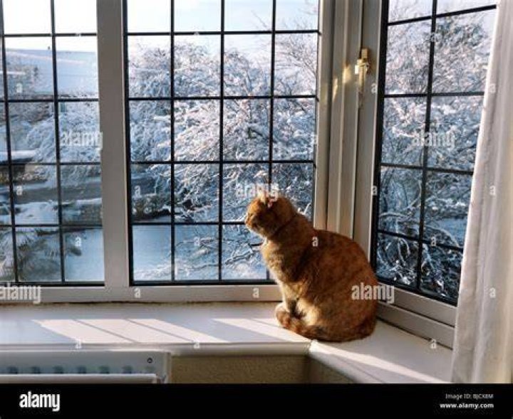 cat looking out from screen door
