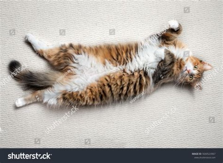 cat lying on a cat bed