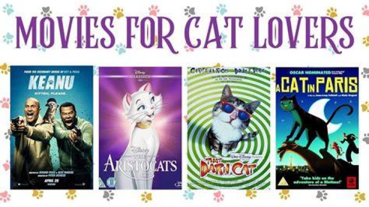 Cat Movies HD: The Purr-fect Collection For Feline Lovers
