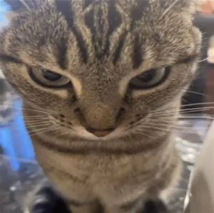 Cat on Twitter "RT WendellPierce The Met Gala 2023."