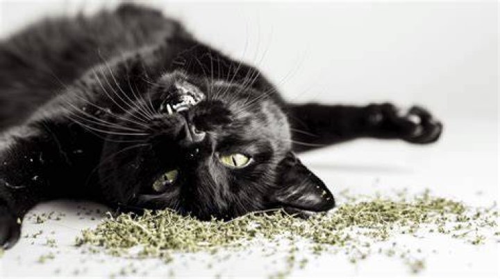 cat rolling around in catnip