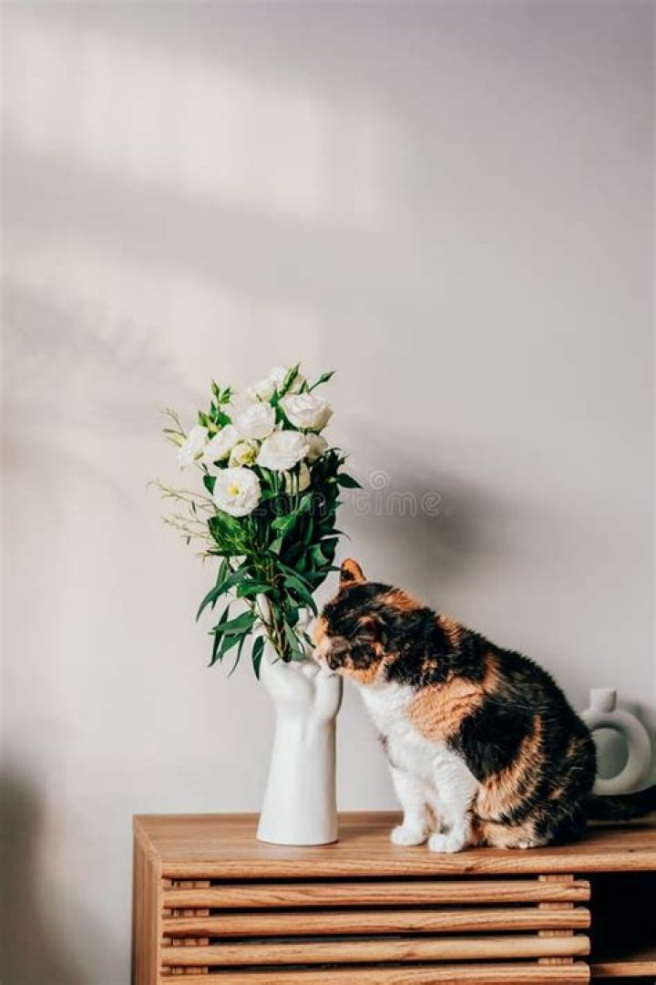 cat sitting near vase with white roses