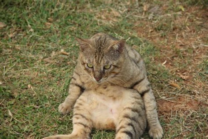 Cat sitting on an outdoor heated mat