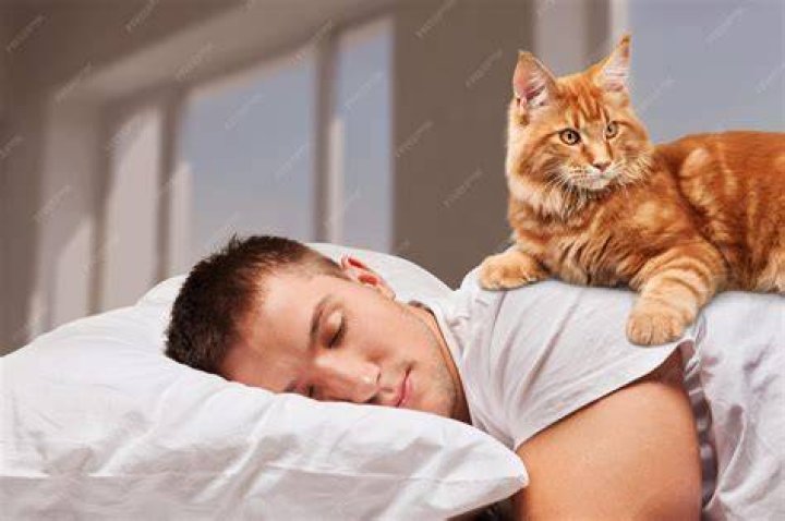 cat sleeping in owner's arms