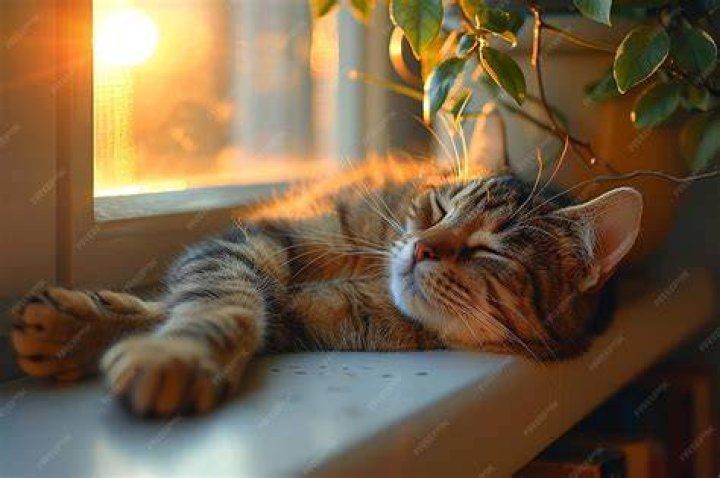 cat sleeping near window