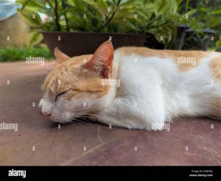 cat sleeping on a patio