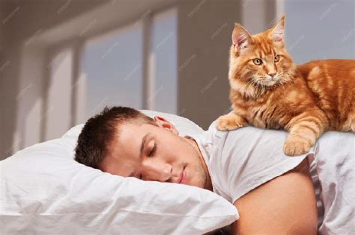 cat sleeping on owner's lap
