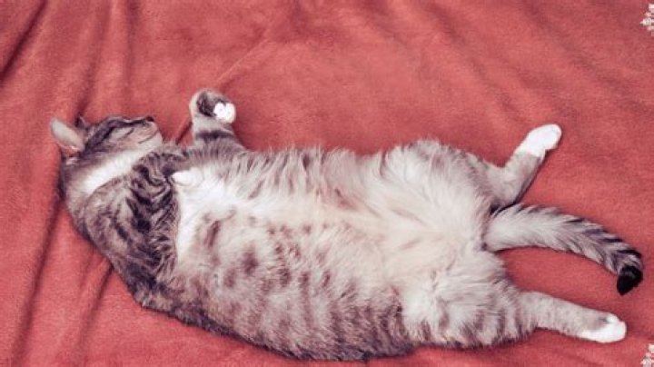 cat sleeping with its belly up on a cat bed