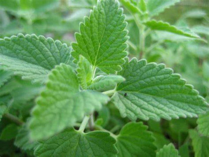 catnip leaves