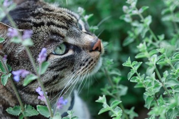 catnip