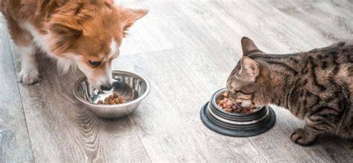 cats and dogs eat pet food_Irina Kozorog_shutterstock