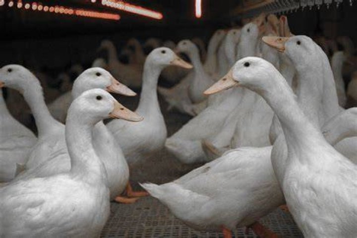 Cherry Valley duck