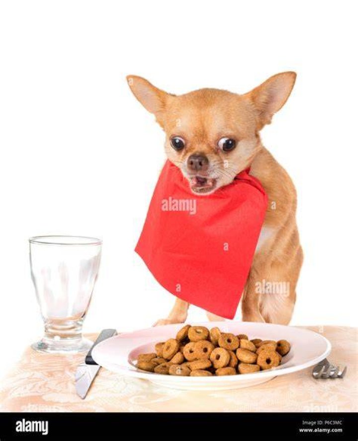 chihuahua eating its food on the floor