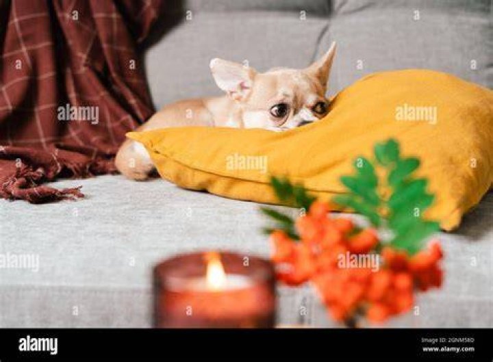 chihuahua lying on a couch