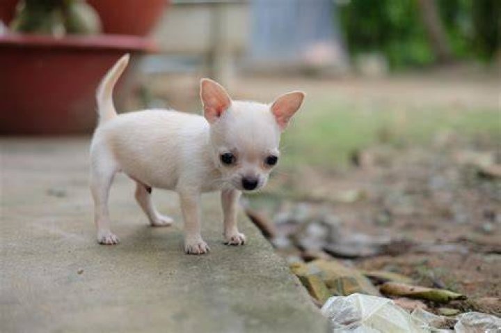 Chihuahua puppy_Manuela Federspiel, Pixabay