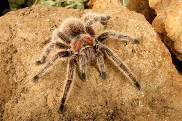 Chilean Rose Hair Tarantula: Care Sheet, Lifespan & More (With Pictures)