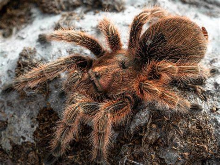 chilean rose hair tarantula_Piqsels