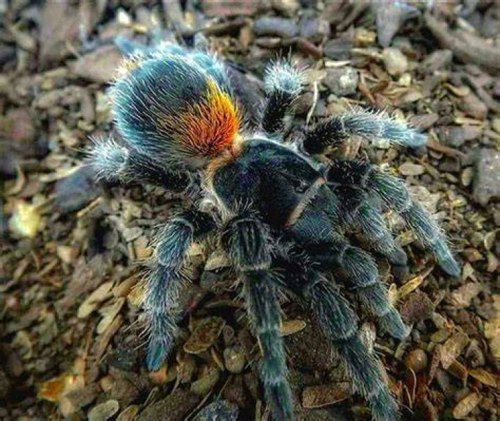 chilean tarantula_Piqsels