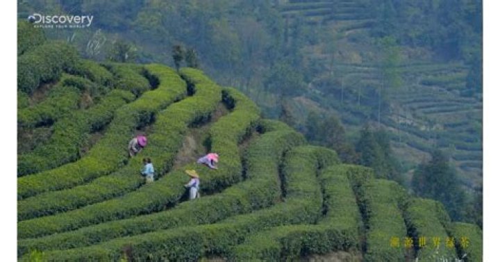 China High-End Green Tea Leading Brand Zhuyeqing Works with Discovery to Launch the Documentary 