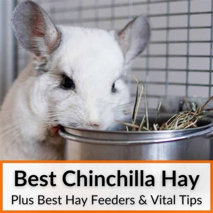 Chinchilla Hay