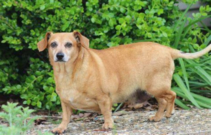 chiweenie